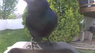 common grackle
