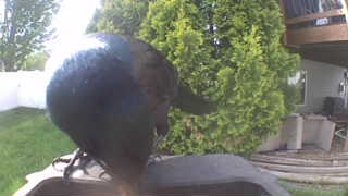 common grackle