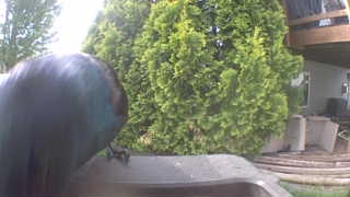 common grackle