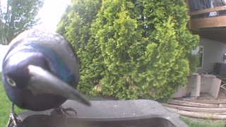 common grackle