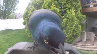 common grackle