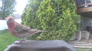 house finch