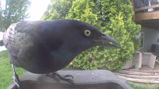 common grackle