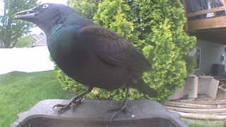 common grackle