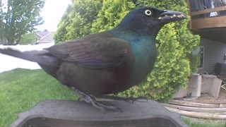 common grackle