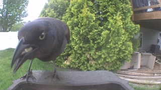 common grackle