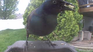 common grackle