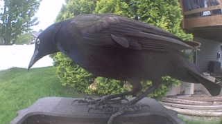 common grackle