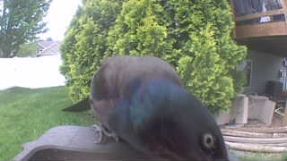 common grackle