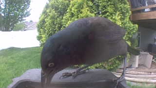 common grackle