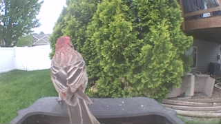 house finch