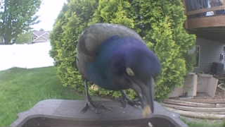 common grackle