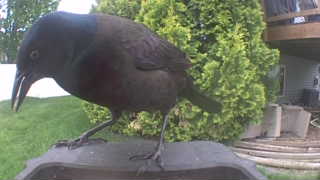 common grackle