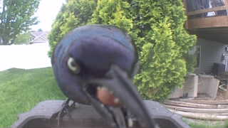 common grackle