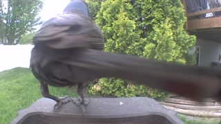 common grackle
