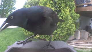 common grackle