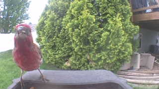 purple finch