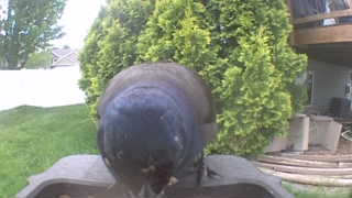 common grackle