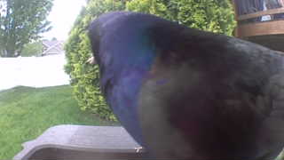 common grackle
