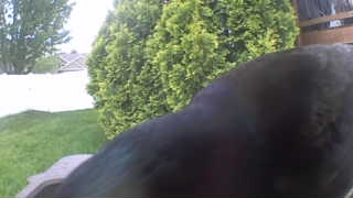 american crow