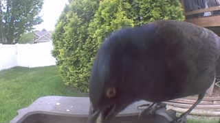 common grackle