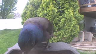 common grackle