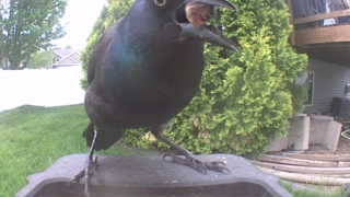 common grackle