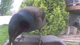 common grackle