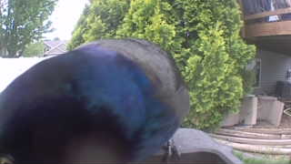 common grackle