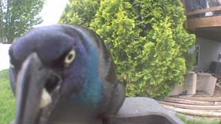 common grackle