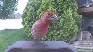 house finch
