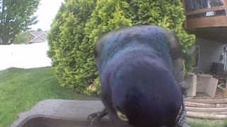 common grackle