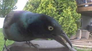 common grackle