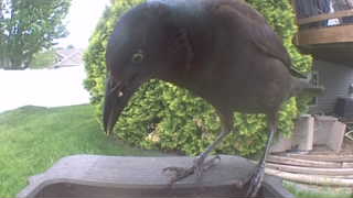 american crow