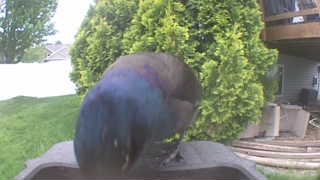common grackle