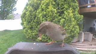 house sparrow