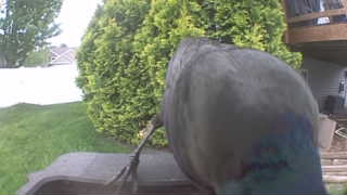 common grackle