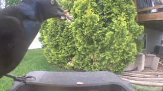 common grackle