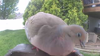 mourning dove