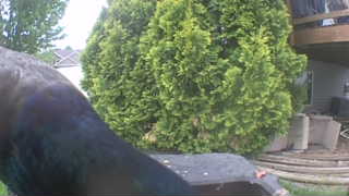 common grackle