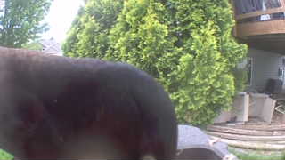 Unidentified clip
