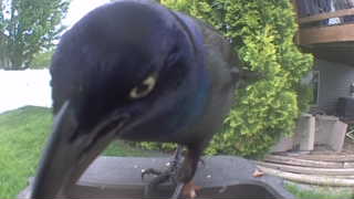 common grackle