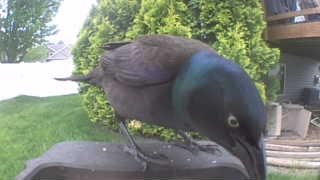 common grackle