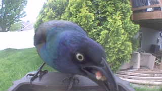common grackle