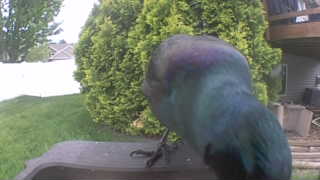 common grackle