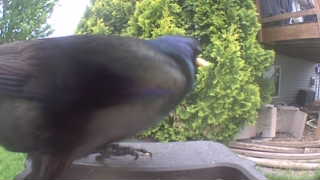 common grackle