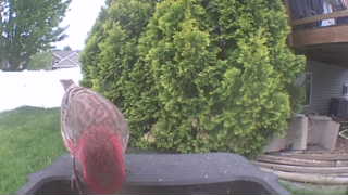 house finch