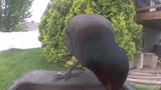 common grackle