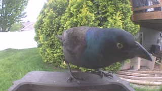 common grackle