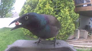 common grackle